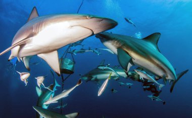 Picture shows Blacktip reef sharks in South Africa clipart