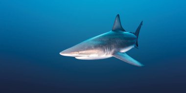 Siyah uçlu resif köpekbalığı, Güney Afrika resmi gösterir