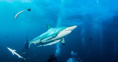 Siyah uçlu resif köpekbalığı, Güney Afrika resmi gösterir