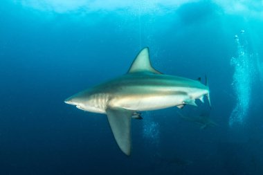 Siyah uçlu resif köpekbalığı, Güney Afrika resmi gösterir
