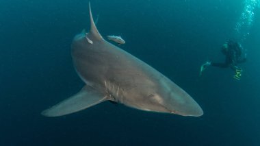 Siyah uçlu resif köpekbalığı, Güney Afrika resmi gösterir
