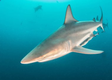Resim siyah uçlu resif köpekbalığı Güney Afrika'da gösterir.