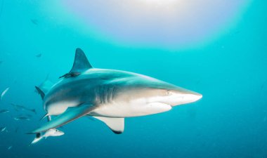 Picture shows a Blacktip reef shark in South Africa clipart