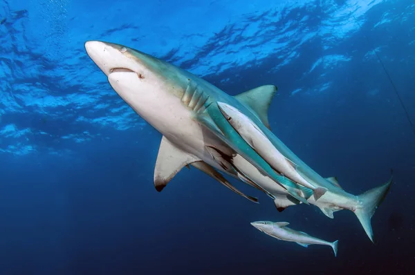 Picture Shows Blacktip Reef Sharks South Africa — Stock Photo, Image