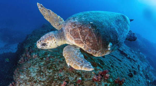 Picture shows a Sea Turtle in South Africa