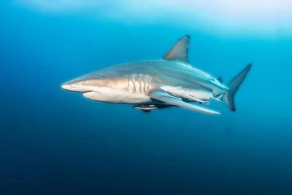 Zdjęcie Przedstawia Blacktip Shark Reef Rpa — Zdjęcie stockowe