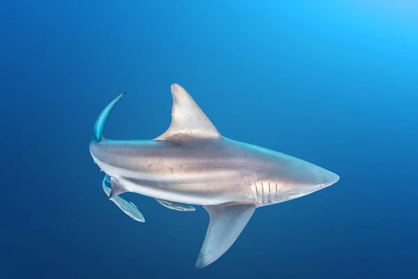 Foto Muestra Tiburón Arrecife Blacktip Sudáfrica —  Fotos de Stock