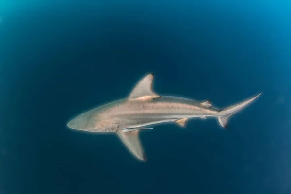 Εικόνα Δείχνει Ένα Blacktip Shark Reef Νότια Αφρική — Φωτογραφία Αρχείου