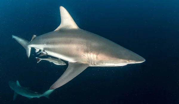 Bild Zeigt Einen Schwarzspitzenriffhai Südafrika — Stockfoto