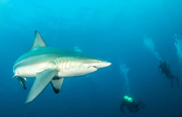 Picture Shows Blacktip Reef Shark South Africa — Stock Photo, Image