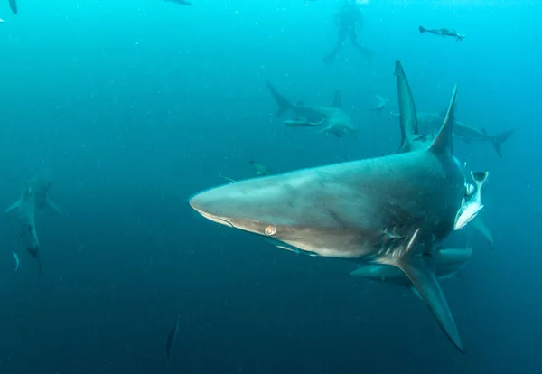 Εικόνα Δείχνει Ένα Blacktip Shark Reef Νότια Αφρική — Φωτογραφία Αρχείου