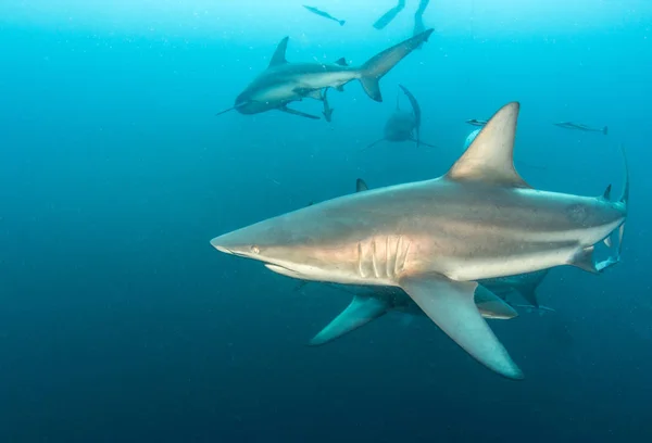 Zdjęcie Przedstawia Blacktip Shark Reef Rpa — Zdjęcie stockowe