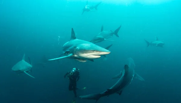 Photo Montre Requin Récif Pointe Noire Afrique Sud — Photo