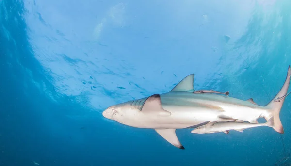Picture Shows Blacktip Reef Shark South Africa — Stock Photo, Image