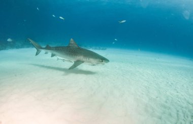 Resim Tigerbeach, Bahamalar 'da bir kaplan köpekbalığını gösteriyor.