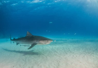Resim Tigerbeach, Bahamalar 'da bir kaplan köpekbalığını gösteriyor.