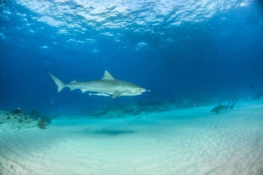Resim Tigerbeach, Bahamalar 'da bir kaplan köpekbalığını gösteriyor.