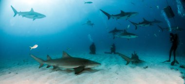 Resim gösterir Bahamalar, limon ve Karayip resif köpekbalığı