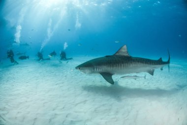 Resim Tigerbeach, Bahamalar 'da bir kaplan köpekbalığını gösteriyor.