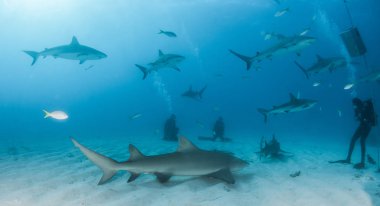 Resim, Bahamalar 'daki Karayip resif köpekbalığını gösteriyor.