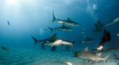 Resim, Bahamalar 'daki Karayip resif köpekbalığını gösteriyor.