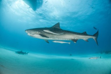 Resim Tigerbeach, Bahamalar 'da bir kaplan köpekbalığını gösteriyor.