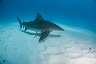 Bahamalar, boğa köpekbalığı resim gösterir