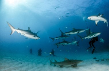 Resim, Bahamalar 'daki Karayip resif köpekbalığını gösteriyor.