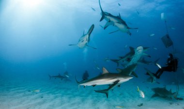 Resim, Bahamalar 'daki Karayip resif köpekbalığını gösteriyor.