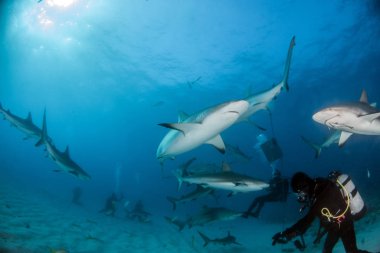 Bahamalar, Karayipler resif köpek balığı