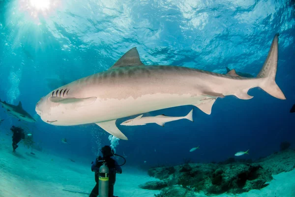 Photo Montrant Requin Tigre Tigerbeach Bahamas — Photo