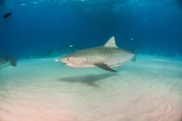 Foto Mostra Tubarão Tigre Tigerbeach Bahamas — Fotografia de Stock