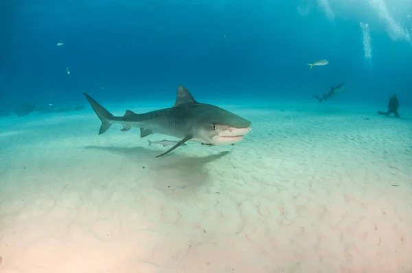 Foto Toont Een Tijgerhaai Tigerbeach Bahama — Stockfoto