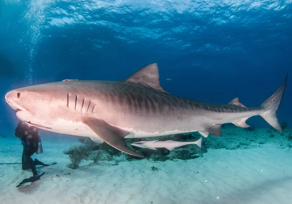 Képen Egy Tigriscápa Látható Tigerbeachen Bahamákon — Stock Fotó