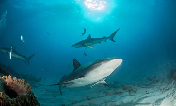 图为巴哈马群岛的加勒比珊瑚礁鲨鱼 — 图库照片