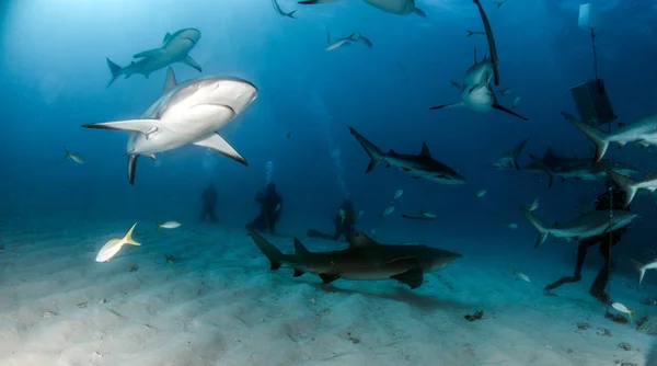 Foto Muestra Tiburón Arrecife Del Caribe Las Bahamas —  Fotos de Stock