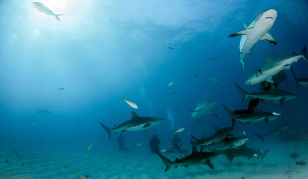 Foto Muestra Tiburón Arrecife Del Caribe Las Bahamas —  Fotos de Stock