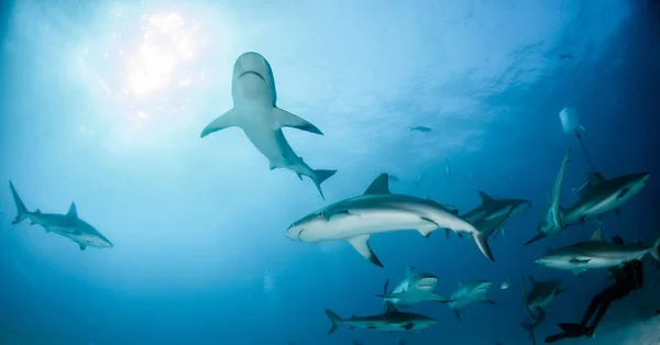 Requin de récif caribéen aux Bahamas — Photo