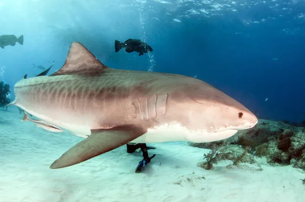 Picture Shows Tiger Shark Tigerbeach Bahamas Stock Picture
