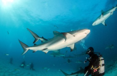 Resim, Bahamalar 'daki Karayip resif köpekbalığını gösteriyor.