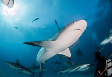 Resim, Bahamalar 'daki Karayip resif köpekbalığını gösteriyor.