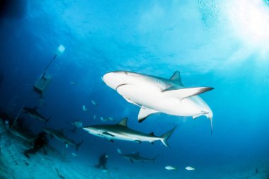 Resim, Bahamalar 'daki Karayip resif köpekbalığını gösteriyor.