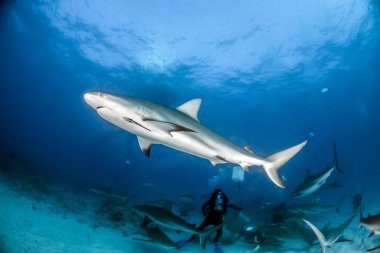 Resim, Bahamalar 'daki Karayip resif köpekbalığını gösteriyor.