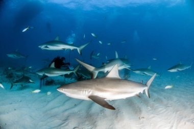 Resim, Bahamalar 'daki Karayip resif köpekbalığını gösteriyor.