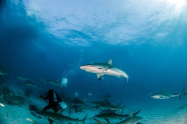 Resim, Bahamalar 'daki Karayip resif köpekbalığını gösteriyor.