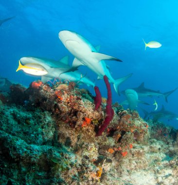 Resim, Bahamalar 'daki Karayip resif köpekbalığını gösteriyor.
