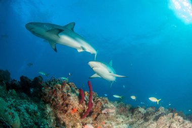 Resim, Bahamalar 'daki Karayip resif köpekbalığını gösteriyor.