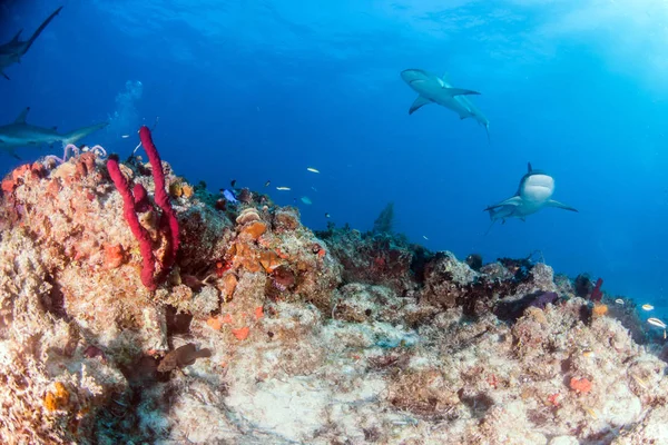 Picture Shows Caribbean Reef Shark Bahamas — Stock Photo, Image