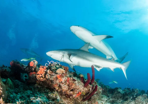 Immagine Mostra Uno Squalo Della Barriera Corallina Caraibica Alle Bahamas — Foto Stock