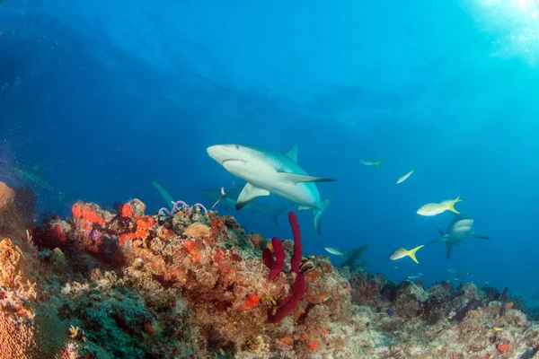 Zdjęciu Karaibski Rekin Rafowy Bahamach — Zdjęcie stockowe